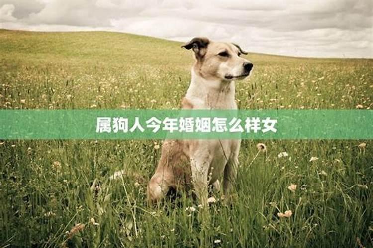 属狗今年婚姻状况