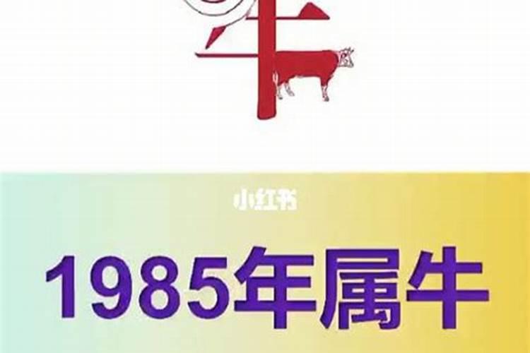 1985属牛的命运如何