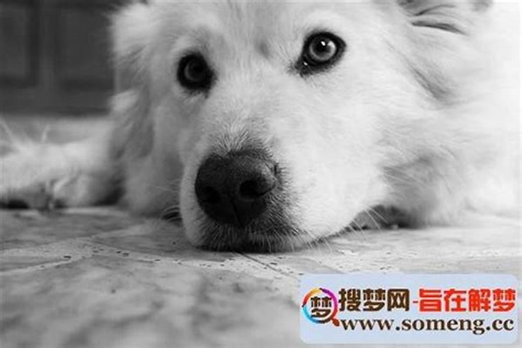 梦见回家路不好走还遇上恶犬什么意思