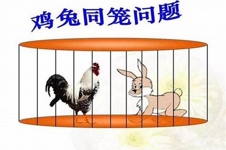 鸡兔合婚怎么化解