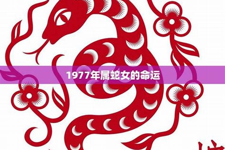 1977年属蛇辰时的是什么命