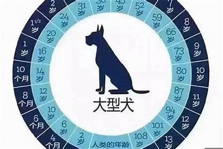 生肖狗今年多大岁数