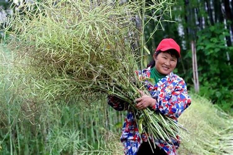 梦见油菜成熟