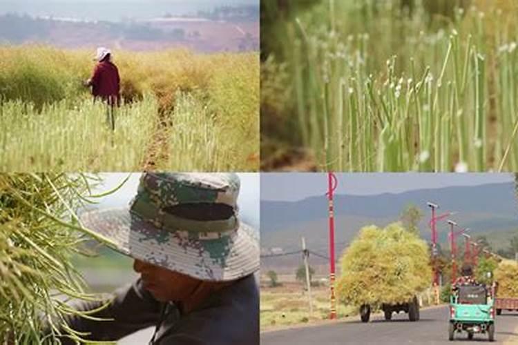 清明节休息几天2021年12月