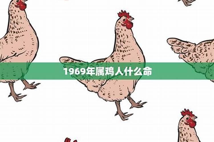 1969年鸡人命运