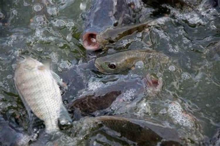 梦见海里有死鱼什么意思