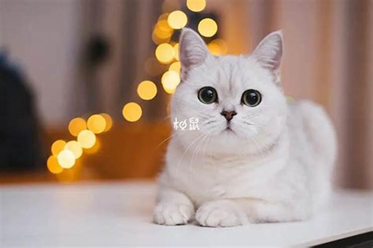 胎梦梦见猫是什么意思