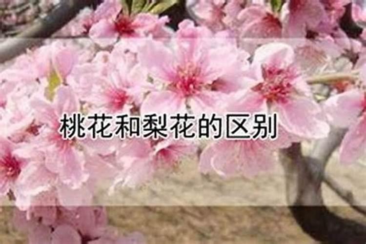 八字流年桃花是什么意思