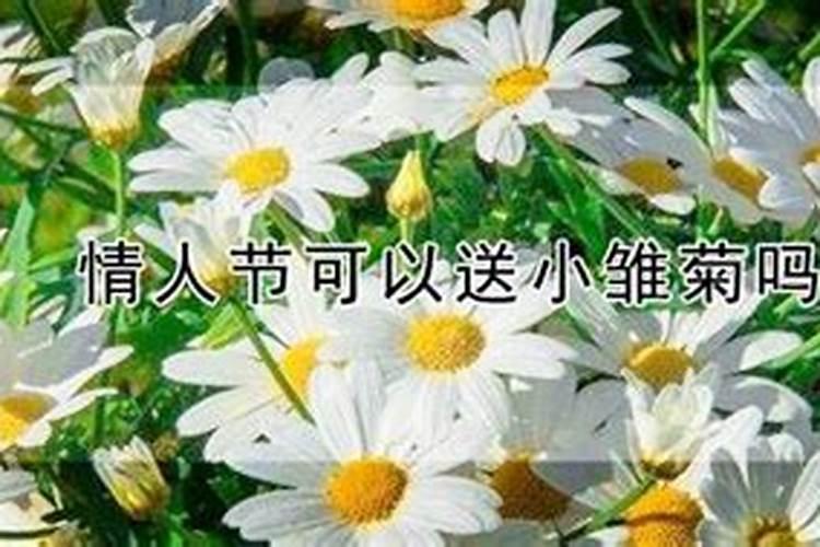 七夕节送小雏菊哪一个