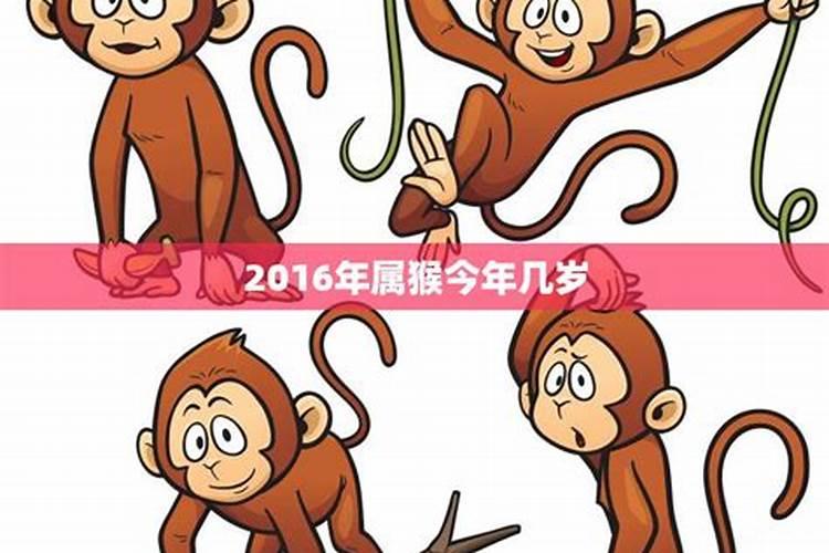 五十二生肖猴今年运势