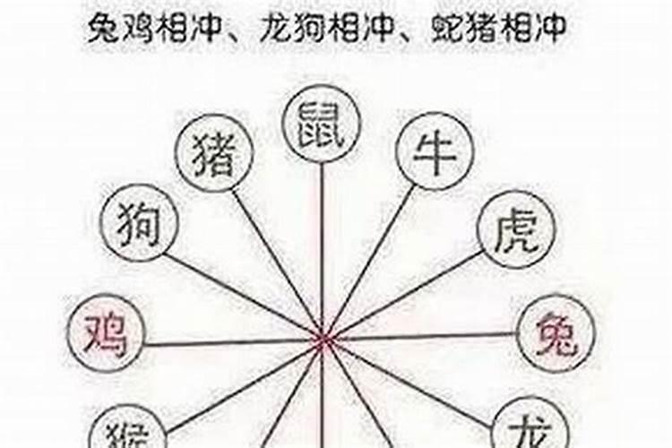 属鼠的和什么属相不合