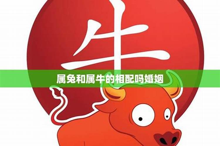 牛和属兔的合不合