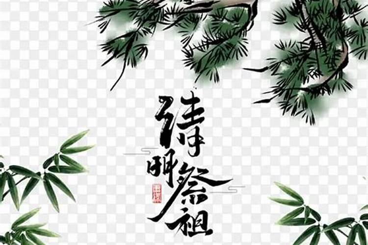 清明节插哪种松枝比较好