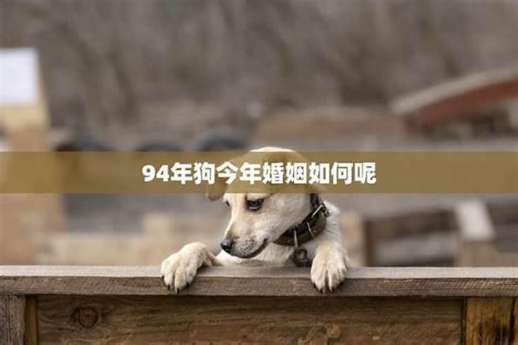 94年属狗的今年婚姻状况