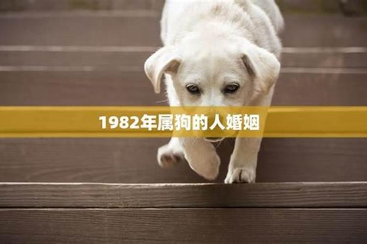 1982年属狗人的婚姻状况如何