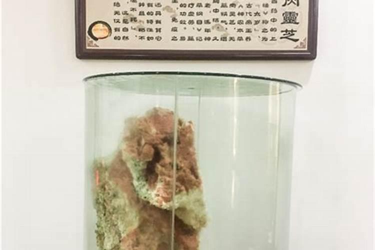 太岁泡水真的有用吗