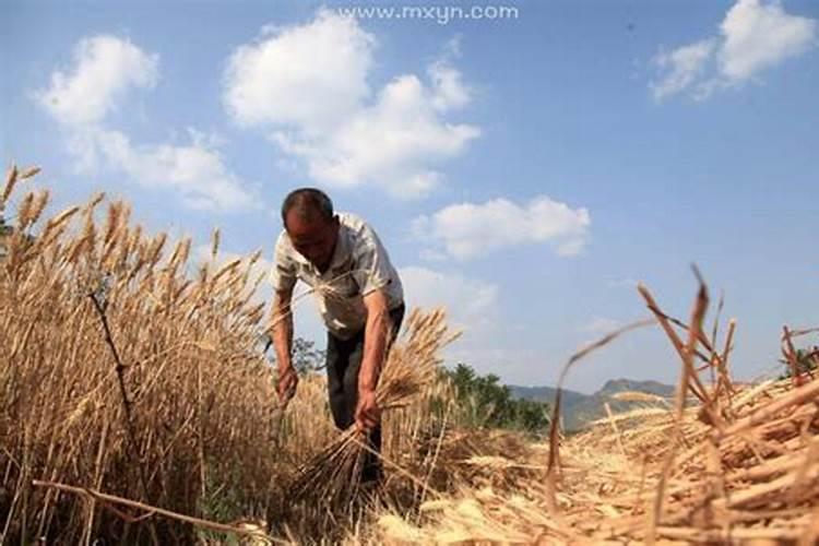 梦见收割油菜花籽什么意思