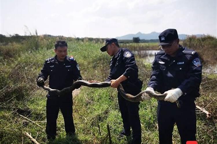 做梦梦见自己被蟒蛇缠住了