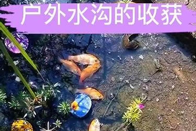 梦见水沟很多鱼和乌龟