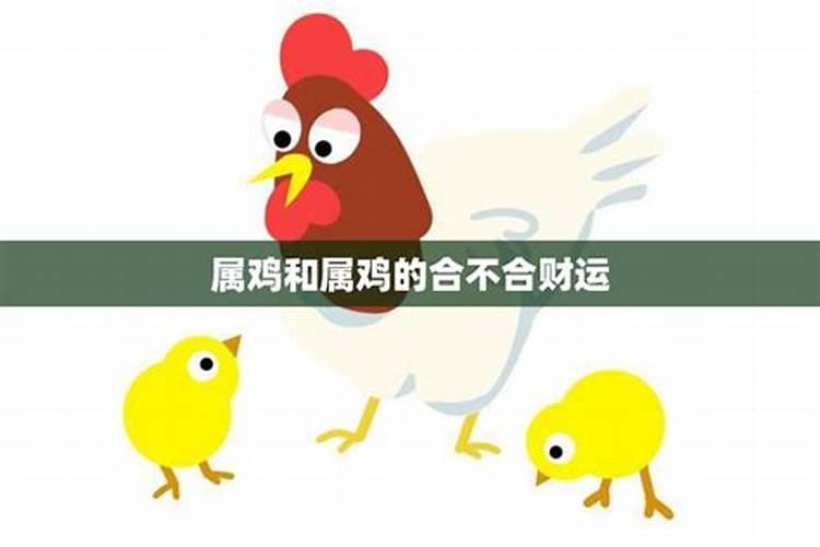 属鸡和属猪属相合不合财运