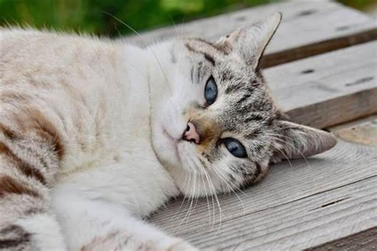 梦见死了猫又活过来了好不好呀