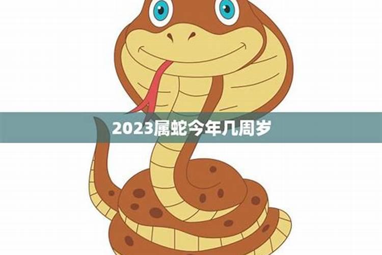 2019属蛇的人今年多大了