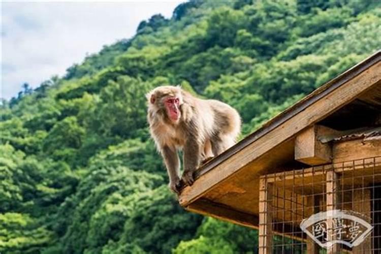 秋季出生的属猴人运势如何