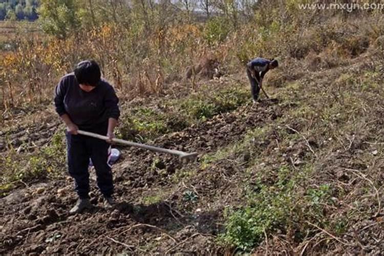 梦到死了多年的邻居回家种菜种菜什么意思