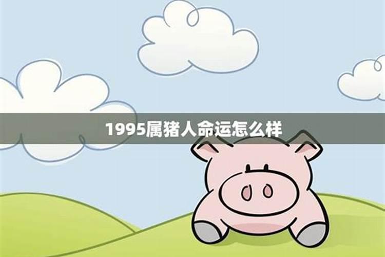 1995属猪的运气