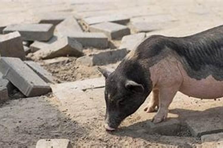 属猪跟属兔配不配