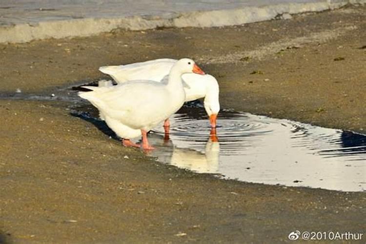 梦见下雨满地都是水怎么回事儿