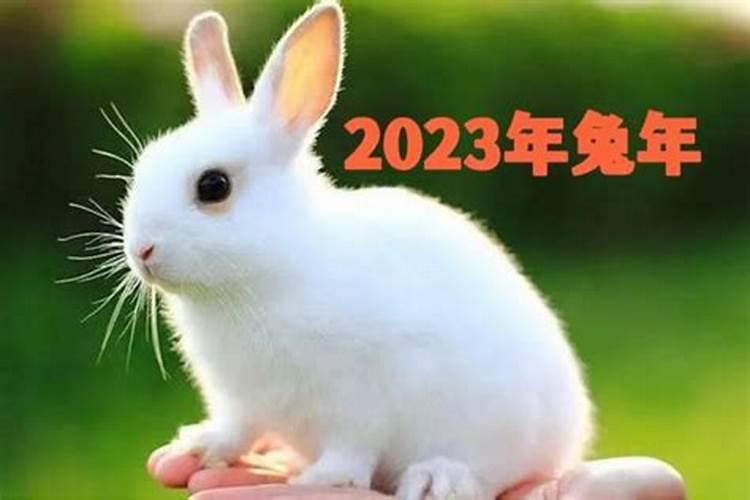 2023下半年兔子运势如何