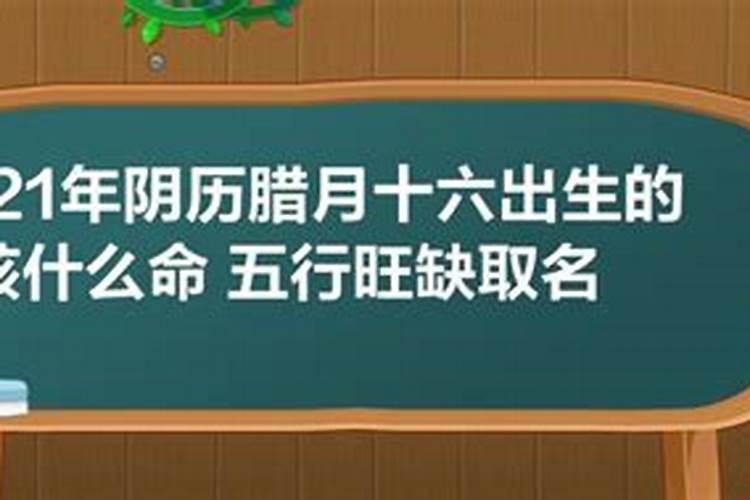 农历腊月十六猪宝宝