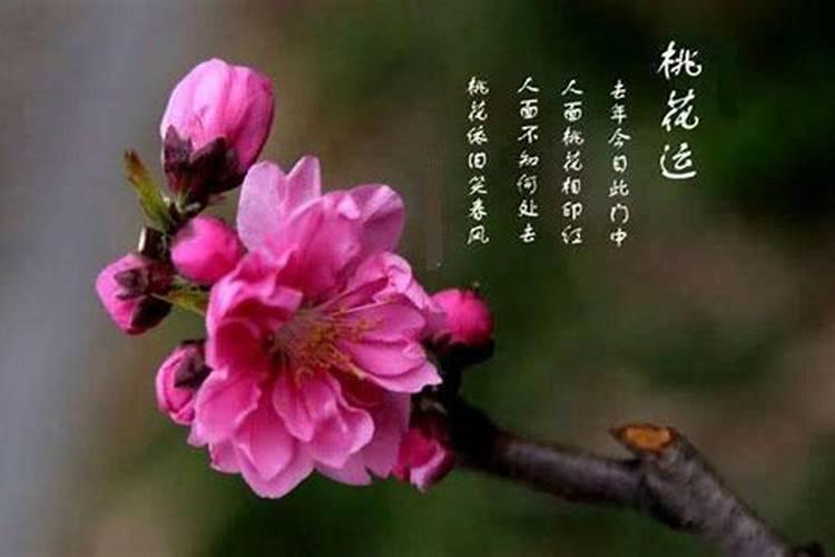 八字算命有桃花能破解吗