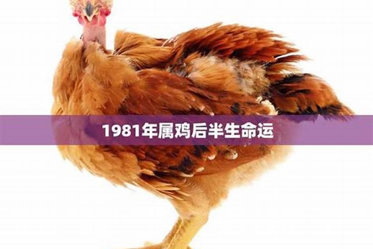 1981年属鸡腊月出生