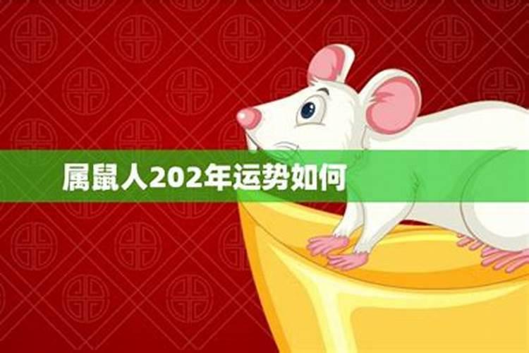 属鼠人202年运势如何呢