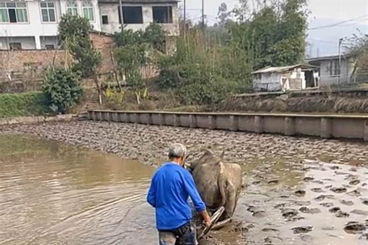 梦见死去的老爸在犁田