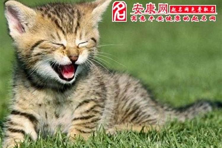 梦见很多猫咬我是什么意思