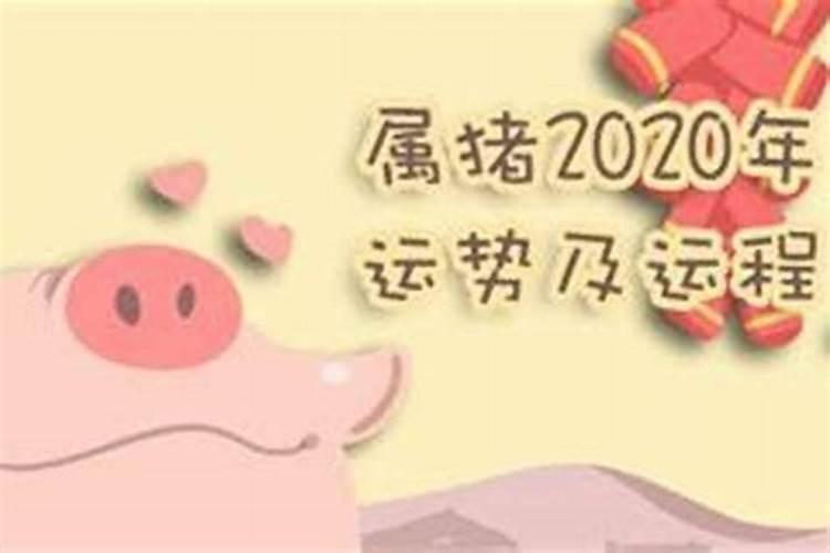 属猪的今年爱情运势怎样