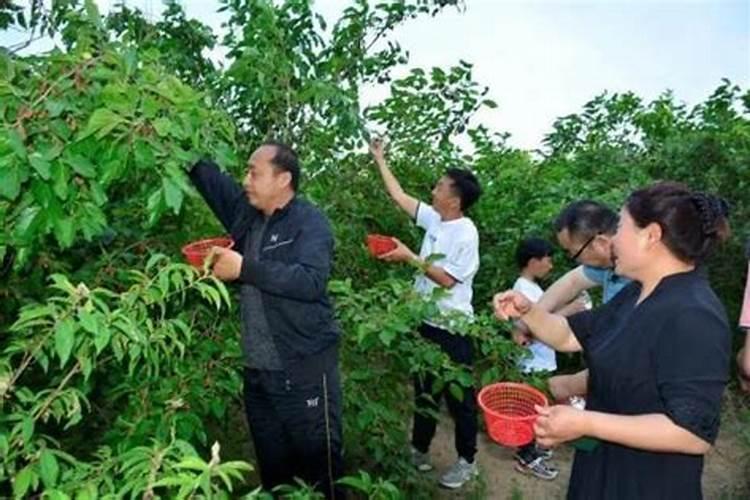 梦见摘桑堪