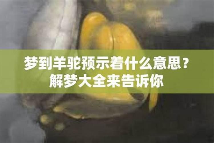 梦见羊和狗