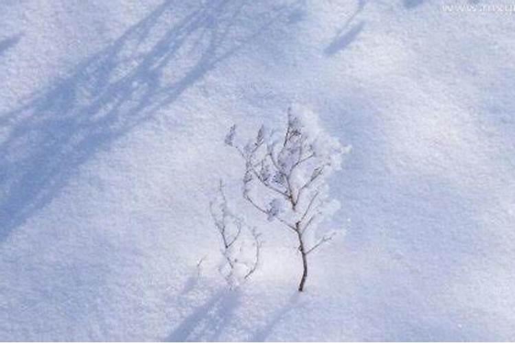 已婚女人梦见下雪是什么征兆