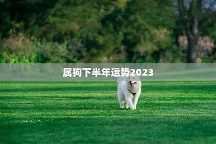 属狗2023下半年爱情运势