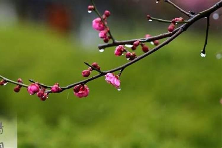 谷雨和清明是在哪个季节