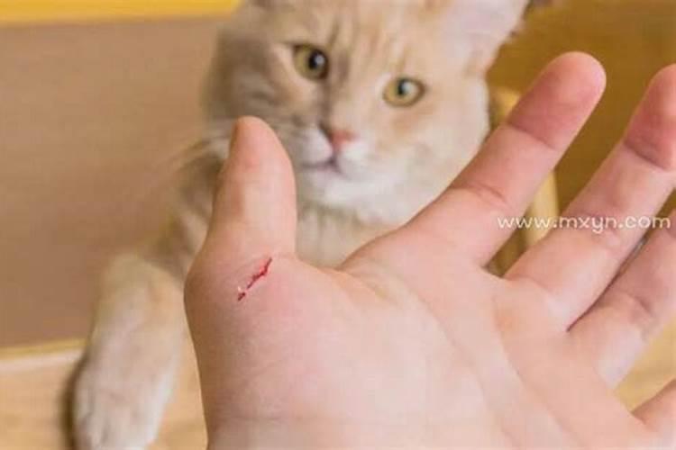 梦见被猫猫抓出血什么预兆