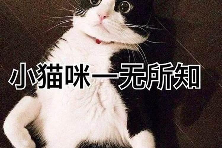 做梦梦到和猫咪玩