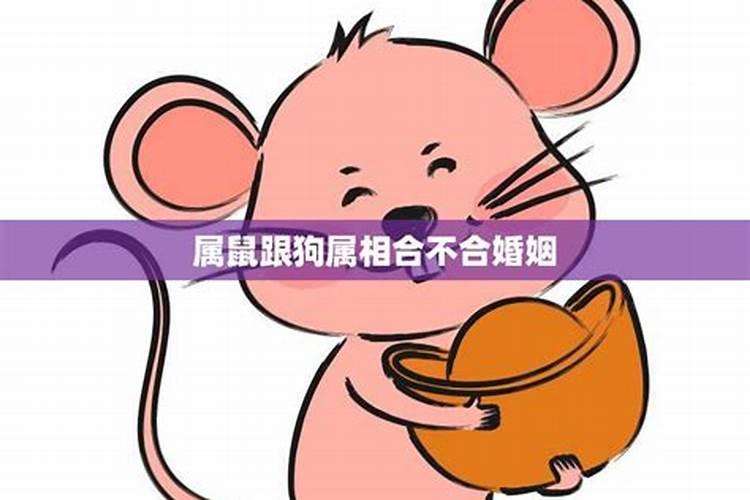 属鼠跟属鼠的人合不合