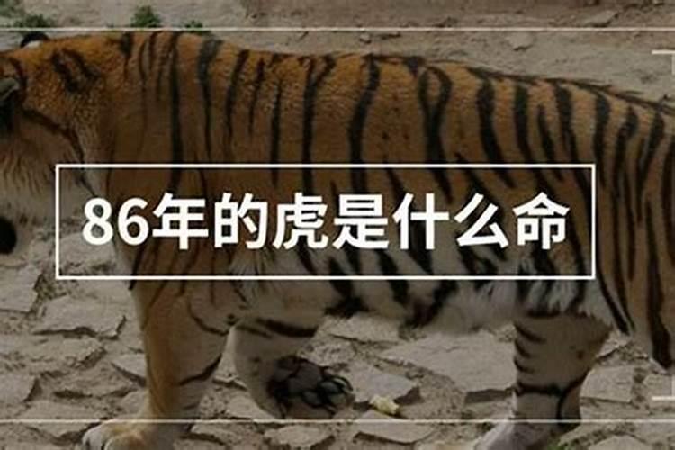 62年的虎五行属什么