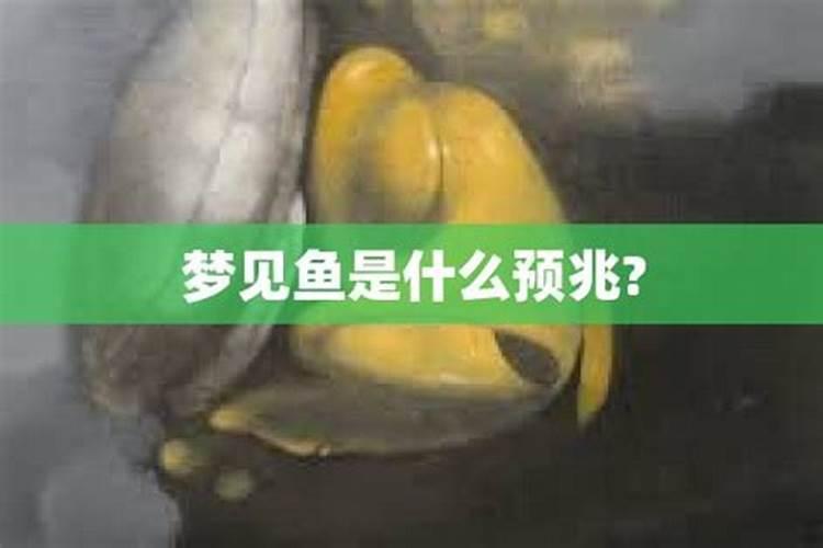 梦见鱼是什么意思