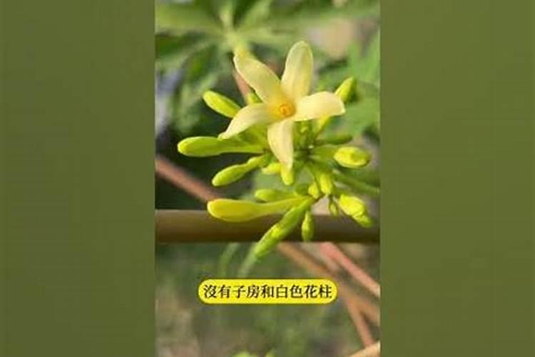 八字里的花公花母姓什么